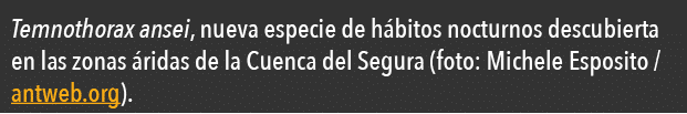  Temnothorax ansei, nueva especie de h bitos nocturnos descubierta en las zonas  ridas de la Cuenca del Segura (foto:   